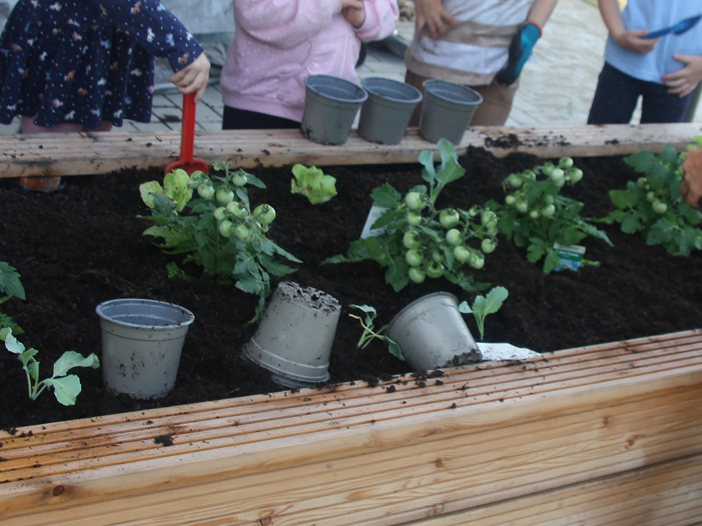 Tomatenpflanzen werden ins Hochbeet eingepflanzt